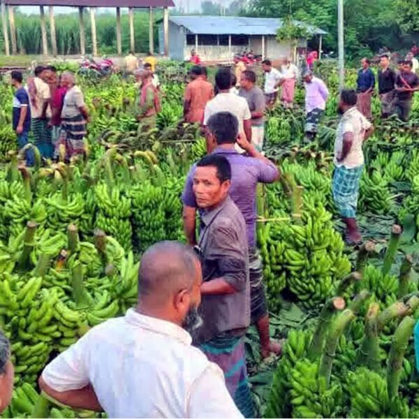 Dinajpur’s Dashmail Banana Wholesale Market is the Heart of&hellip;