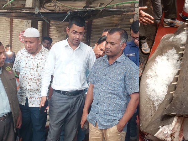 Endangered species of sawfish recovered on the orders of&hellip;