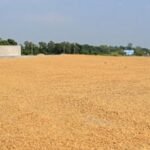 Paddy and rice collection to&hellip;