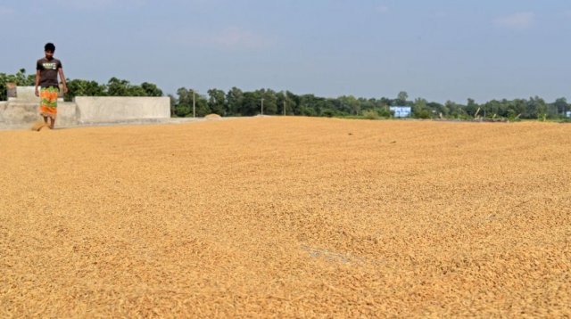 Paddy and rice collection to&hellip;